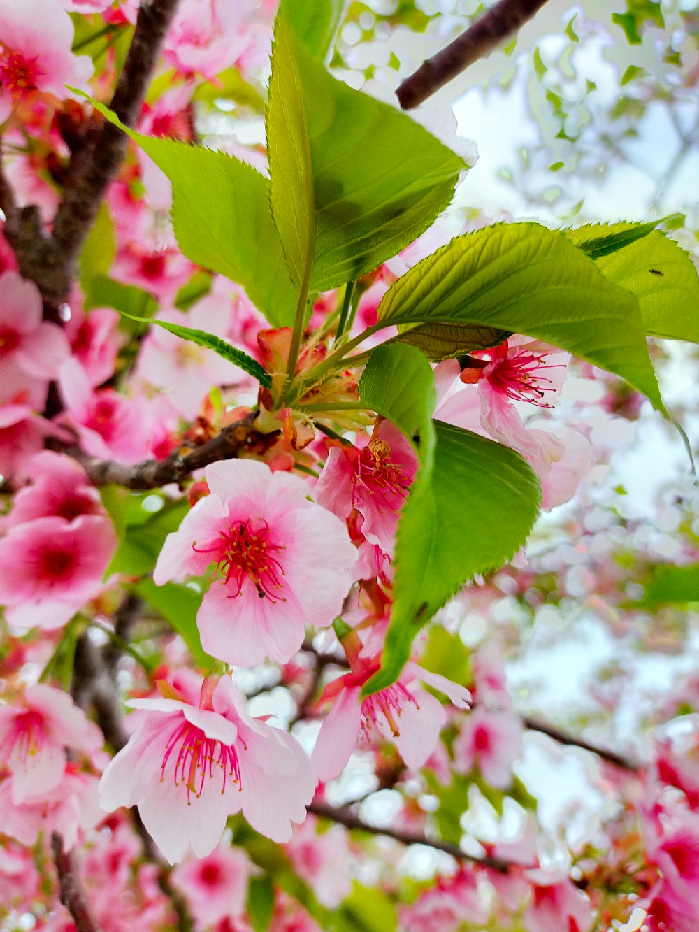 春の告げる宮ノ陣町の河津桜［久留米シティプロモーション］