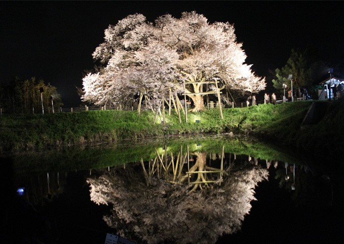 浅井の一本桜