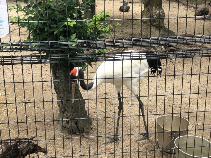 タンチョウ